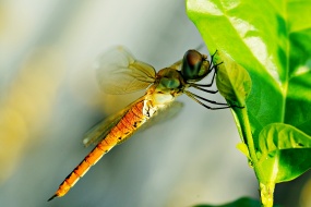 高清实拍蜻蜓图片